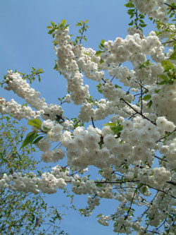 blossom time in the west country